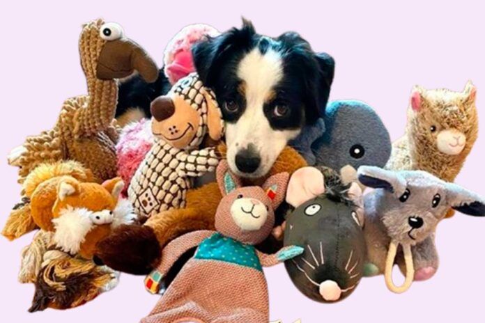 perro Los perros prefieren la textura a la forma al elegir un objeto