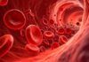 Logran en España una batería que utiliza hemoglobina humana Logran en España una batería que utiliza hemoglobina humana