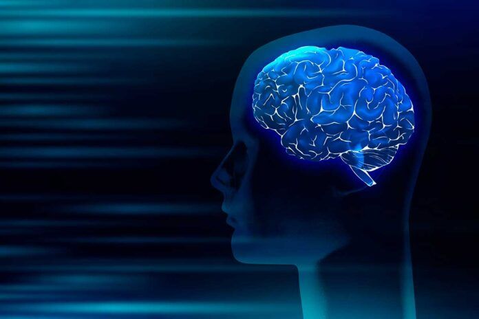 cerebro Avances en la investigación del envejecimiento del cerebro