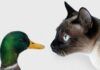 El gato que está triste y griposo El gato que está triste y griposo