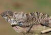 Descubren una nueva especie de iguana en China Descubren una nueva especie de iguana en China