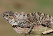 Descubren una nueva especie de iguana en China Descubren una nueva especie de iguana en China