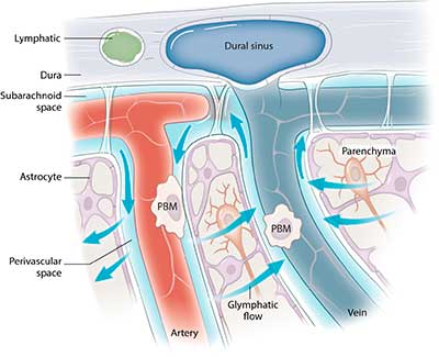 Avances en la investigación del envejecimiento del cerebro