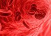 Hemofilia: la saliva, clave para la coagulación Hemofilia: la saliva, clave para la coagulación