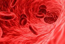 Hemofilia: la saliva, clave para la coagulación Hemofilia: la saliva, clave para la coagulación