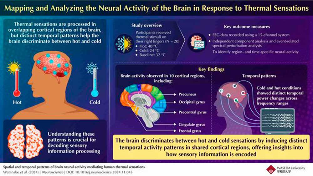 Tres zonas del cerebro limitan la sensación de calor o frío