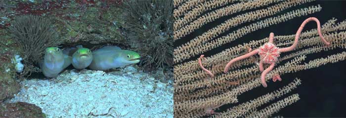 Detallan, por primera vez, la biodiversidad de un monte submarino en el Pacífico