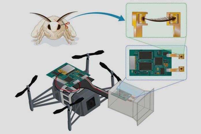 dron El dron biohíbrido que imita a la mariposa de seda
