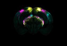 ¿Cómo es el mecanismo cerebral que supera el miedo? ¿Cómo es el mecanismo cerebral que supera el miedo?