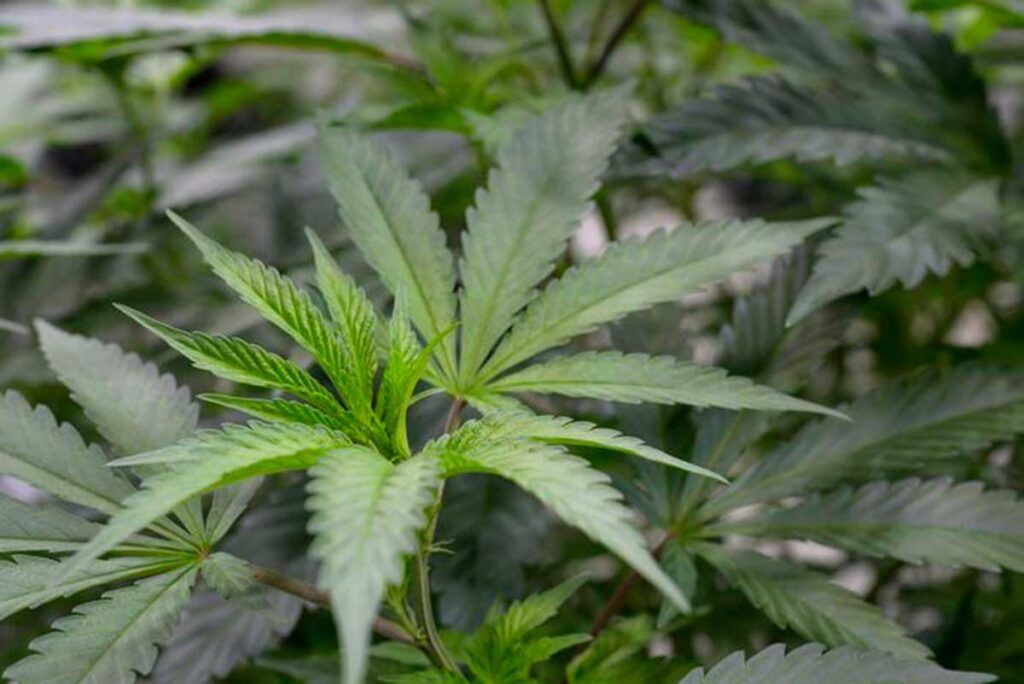 Terpenos del cannabis, eficaces frente a la fibromialgia