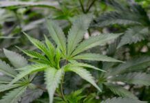 Terpenos del cannabis, eficaces frente a la fibromialgia Terpenos del cannabis, eficaces frente a la fibromialgia