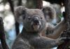 La población de Koalas de Sidney, en peligro La población de Koalas de Sidney, en peligro
