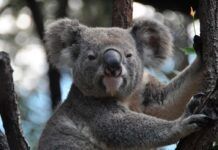 La población de Koalas de Sidney, en peligro La población de Koalas de Sidney, en peligro