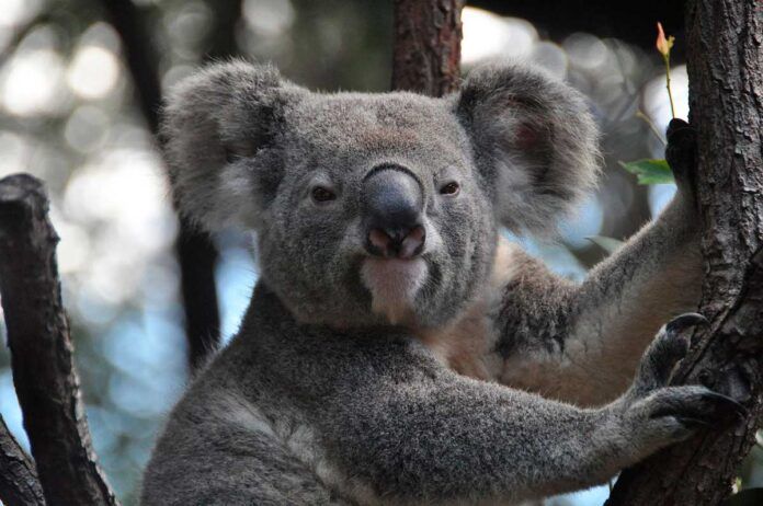 La población de Koalas de Sidney, en peligro