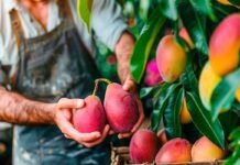 Comer mango a diario reduce la resistencia a la insulina Comer mango a diario reduce la resistencia a la insulina