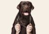 Compartimos un gen con perros que predispone a la obesidad Compartimos un gen con perros que predispone a la obesidad