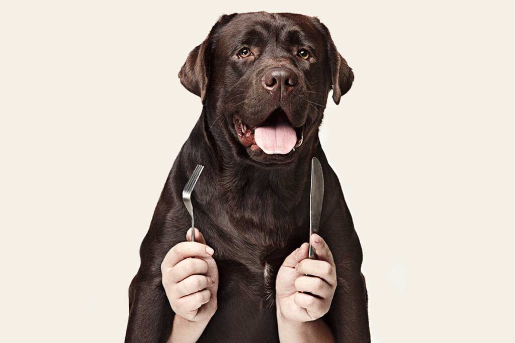 Compartimos un gen con perros que predispone a la obesidad