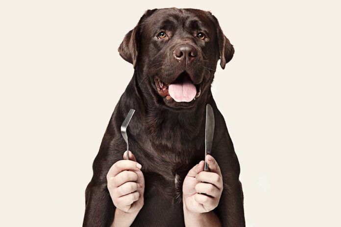 Compartimos un gen con perros que predispone a la obesidad