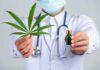 Cannabis medicinal y sus beneficios a largo plazo Cannabis medicinal y sus beneficios a largo plazo