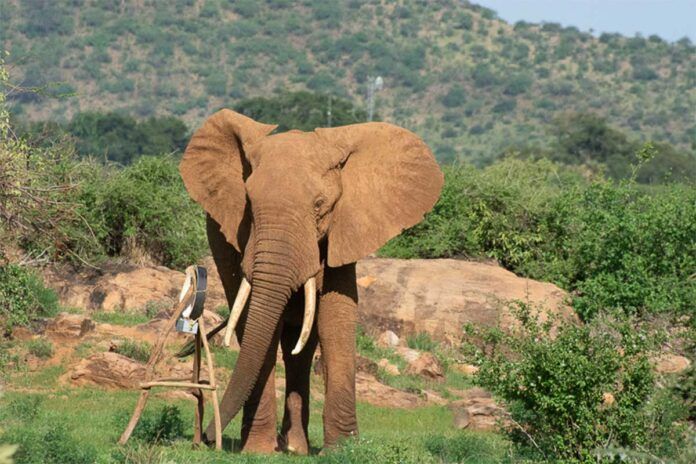 elefante Los elefantes planifican sus desplazamientos