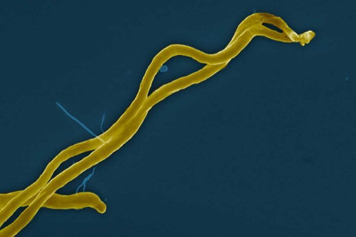 Lyme: hallan el talón de Aquiles del patógeno
