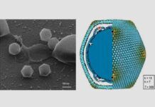 Aíslan un virus gigante, dos veces mayor que el de la gripe Aíslan un virus gigante, dos veces mayor que el de la gripe