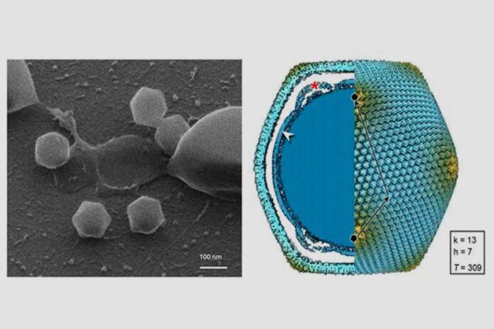virus-gigante Aíslan un virus gigante, dos veces mayor que el de la gripe