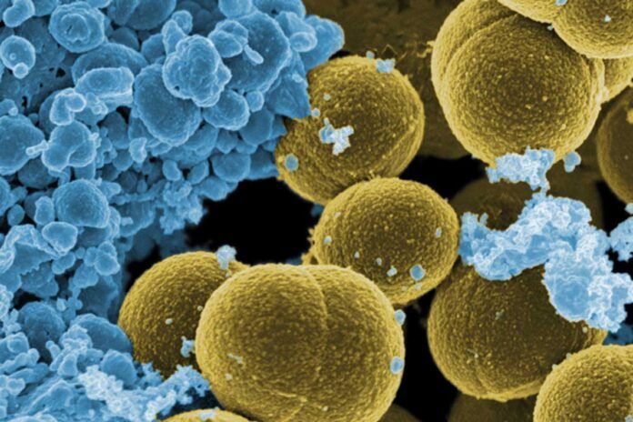 Antibióticos y productos naturales, frente a resistencia antimicrobiana