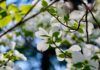 Descifrado el genoma del árbol chino Guangpi Descifrado el genoma del árbol chino Guangpi
