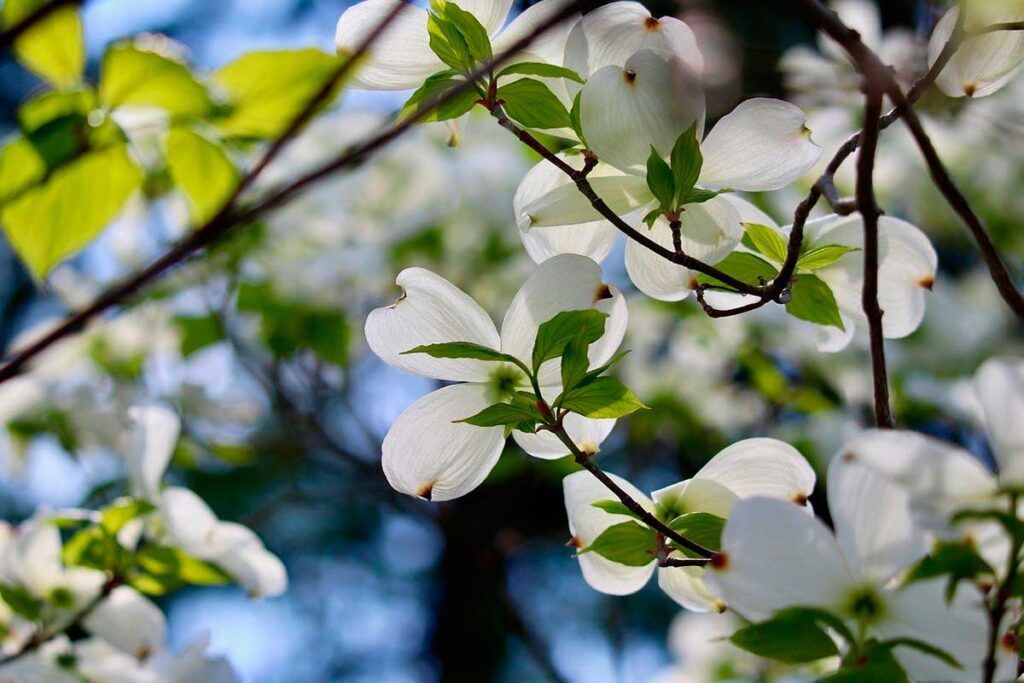 Descifrado el genoma del árbol chino Guangpi
