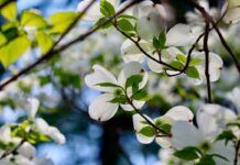 Descifrado el genoma del árbol chino Guangpi Descifrado el genoma del árbol chino Guangpi