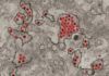 El virus Zika paraliza las células para evitar al sistema inmune El virus Zika paraliza las células para evitar al sistema inmune