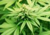 La diversidad génica del cannabis afianza su potencial biomédico La diversidad génica del cannabis afianza su potencial biomédico