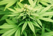 La diversidad génica del cannabis afianza su potencial biomédico La diversidad génica del cannabis afianza su potencial biomédico