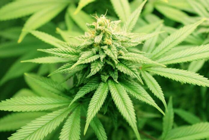 cannabis La diversidad génica del cannabis afianza su potencial biomédico