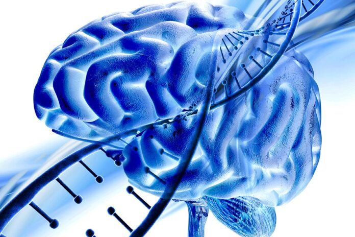 cerebro adn Arrojan luz sobre la enfermedad rara CSF1R-RD