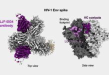 Avance en la vacuna para el VIH Avance en la vacuna para el VIH