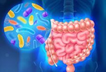 Microbiota: hallan una molécula clave contra el hígado graso Microbiota: hallan una molécula clave contra el hígado graso