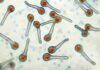 Tétanos y difteria: sugieren abandonar las vacunas de refuerzo Tétanos y difteria: sugieren abandonar las vacunas de refuerzo