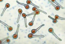 Tétanos y difteria: sugieren abandonar las vacunas de refuerzo Tétanos y difteria: sugieren abandonar las vacunas de refuerzo