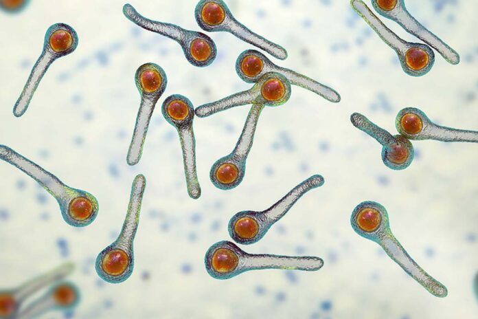tetanos Tétanos y difteria: sugieren abandonar las vacunas de refuerzo