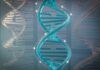El ADN revela su auténtica edad El ADN revela su auténtica edad
