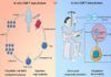 Inmunoterapia adoptiva, nuevo método de CAR-T Inmunoterapia adoptiva, nuevo método de CAR-T