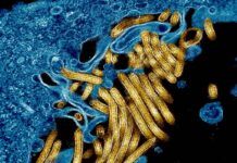 Descubren una molécula que bloquea al virus del Ébola Descubren una molécula que bloquea al virus del Ébola
