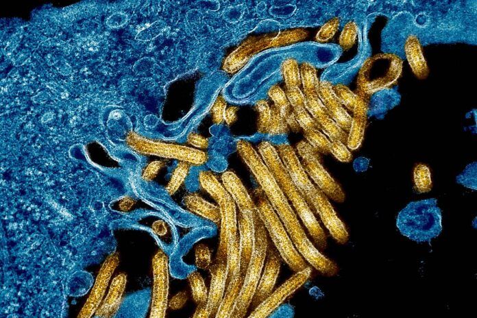 Descubren una molécula que bloquea al virus del Ébola