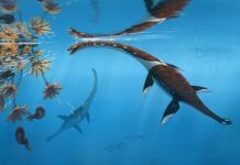 Descubren una nueva especie de reptil marino del Jurásico Descubren una nueva especie de reptil marino jurásico