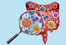 Viroma, el arma secreta del intestino Viroma, el arma secreta del intestino