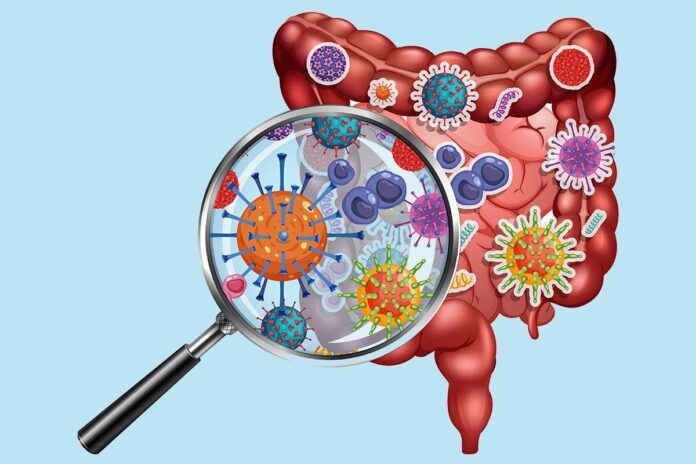 viroma Viroma, el arma secreta del intestino