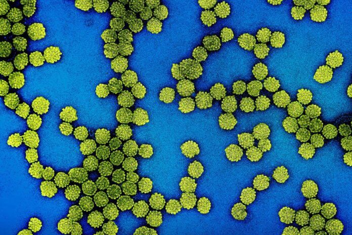 VPH Detectan diez años antes el cáncer de cabeza y cuello asociados al VPH