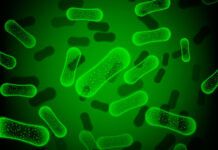 Bacterias fluorescentes iluminan el cáncer para extirparlo Bacterias fluorescentes iluminan el cáncer para extirparlo